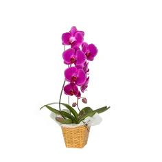 Orquídea 70cm